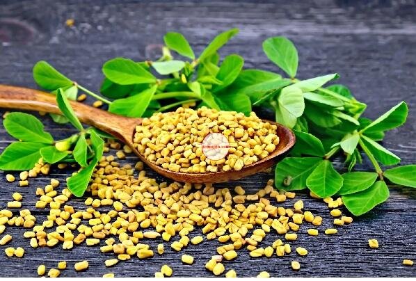 How to Use Fenugreek Seeds: Nutritional Health Benefits for your Overall Health